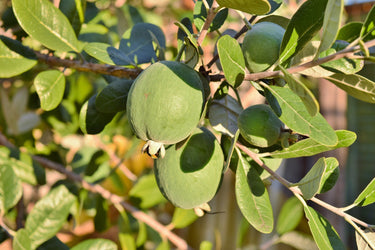 10 PINEAPPLE GUAVA Fruit Acca Guavasteen Brazilian or Fig Guava Feijoa Sellowiana Pink Red Flower Tree Shrub Seeds